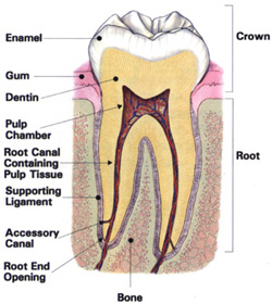 Endodontictooth
